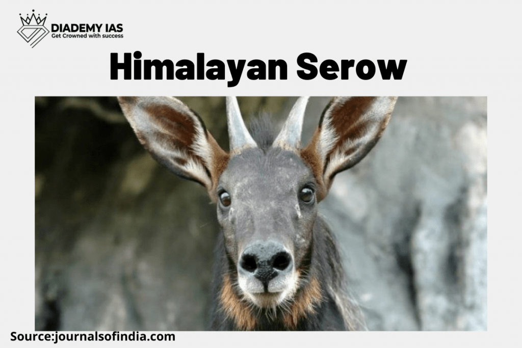 Himalayan Serow 