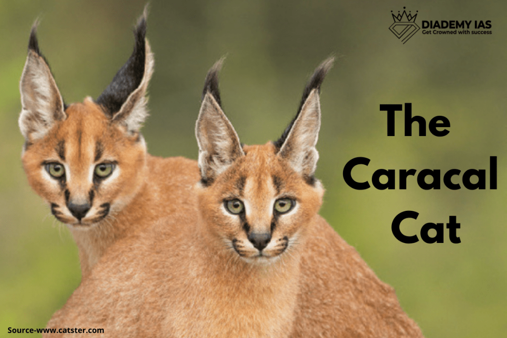 The Caracal Cat