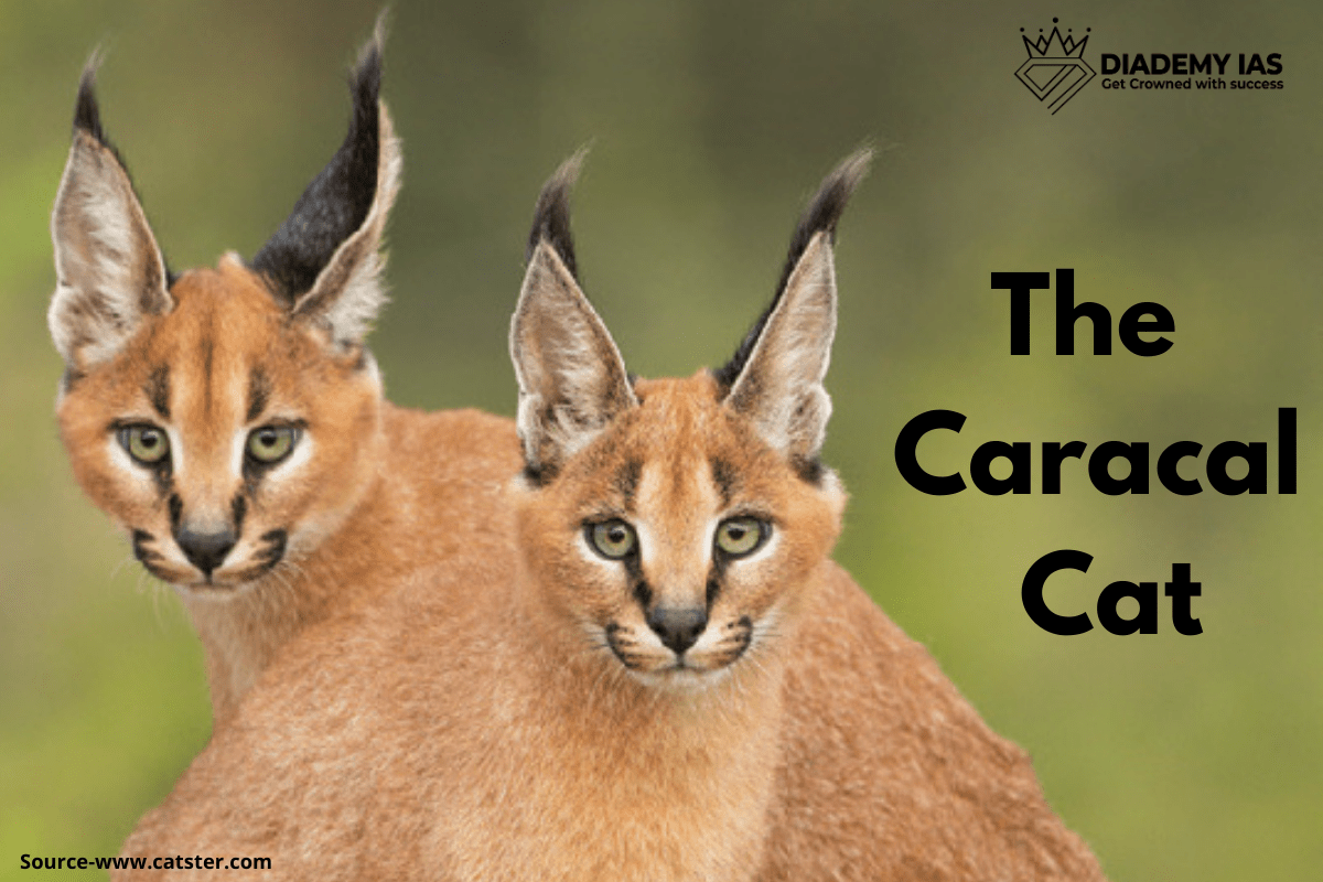 The Caracal Cat One of India's Rarest Wild Cats DIADEMY
