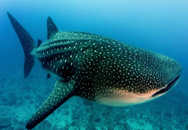 Whale Sharks 